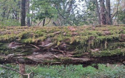 A tree falling in the forest