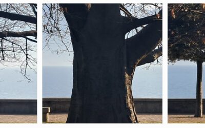 Tree-tch