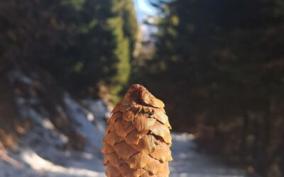 In search of the roots of toys